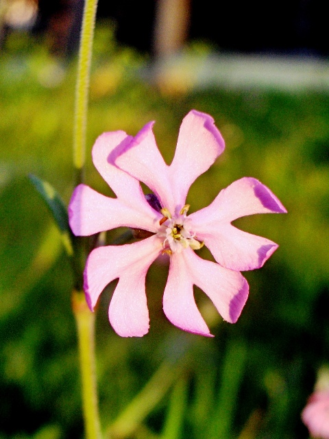 Silene colorata / Silene colorata